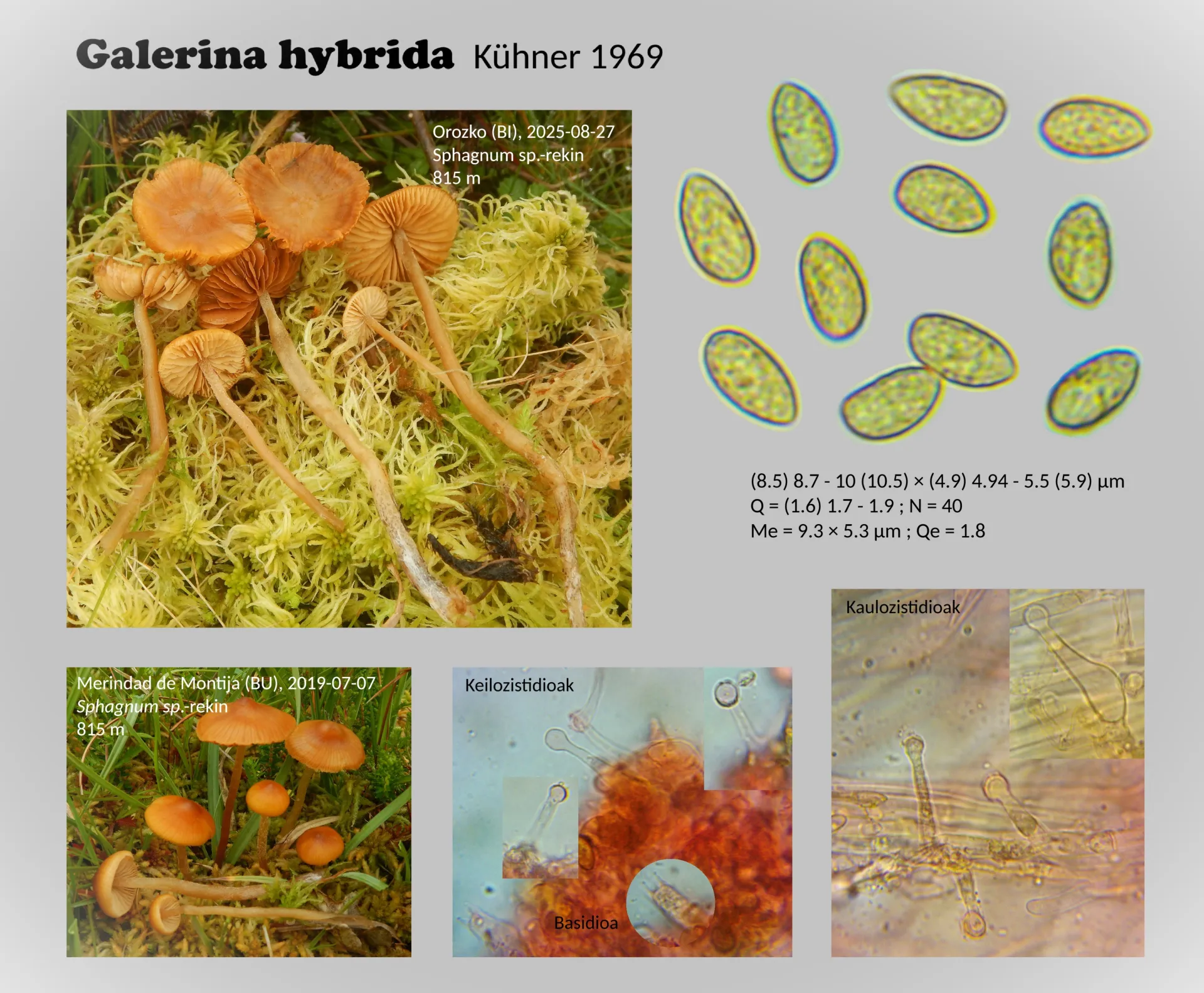 Galerina hybrida